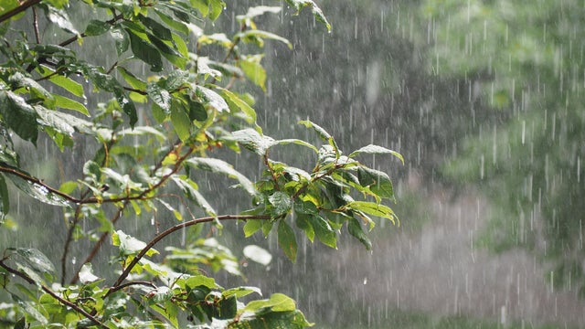 A ficus houseplant, wet from the rain. Drops of water or dew on the green leaves of the flower. The concept of gardening, floristry. Hydration and care of home plants in pots. Spraying with a spray gun, cleaning from dust. The work of a florist.
