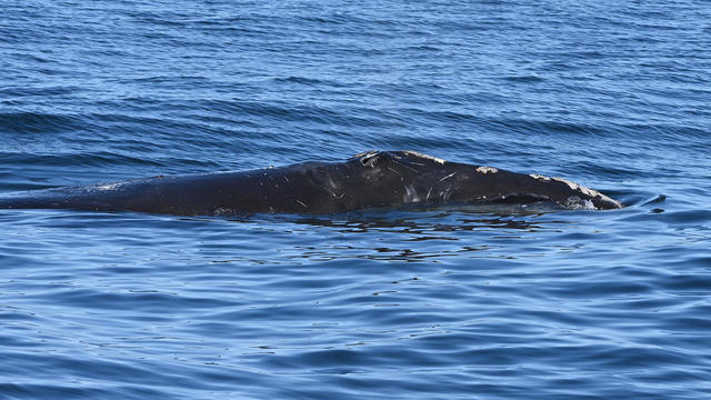 shelagh-whale.jpg 