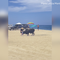 Woman attacked by bull on Mexico beach after ignoring warnings