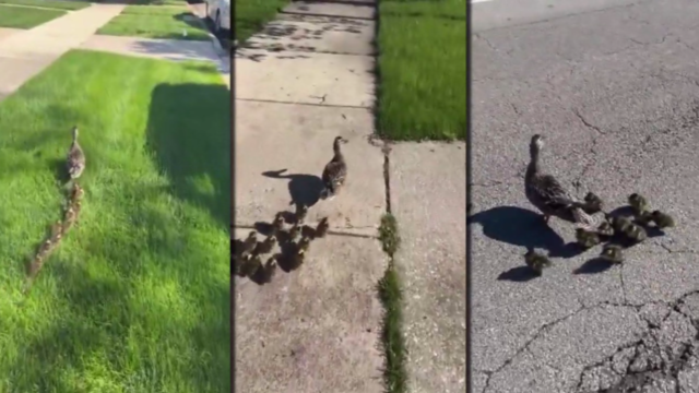 mt-greenwood-duck-family.png 