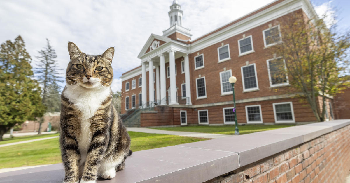 School awards common campus cat with honorary “physician of litter-ature” diploma
