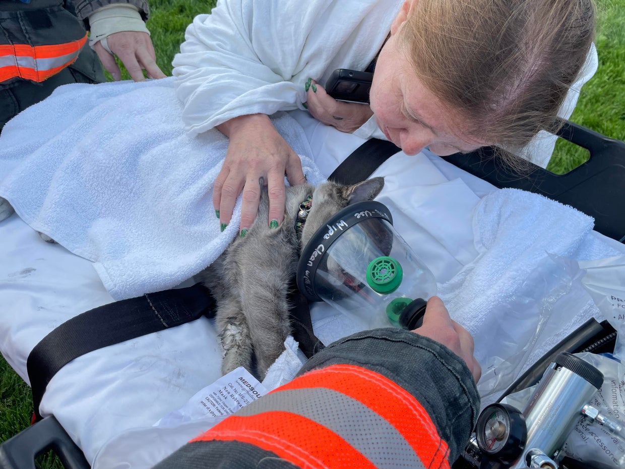 Colorado firefighters save cat after car fire damages 4 vehicles, 2 ...