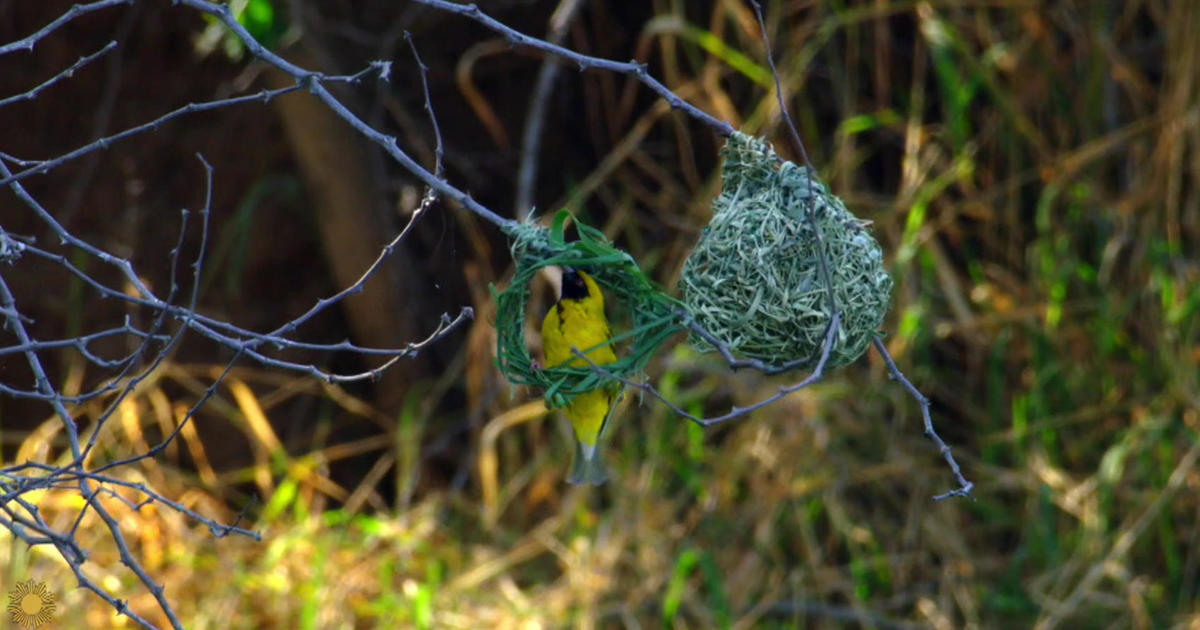 Nature: Weaver birds in South Africa
