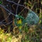 Nature: Weaver birds in South Africa