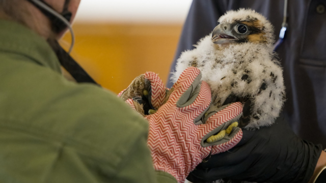 national-aviary-banding-peregrine-falcon-chicks.png 