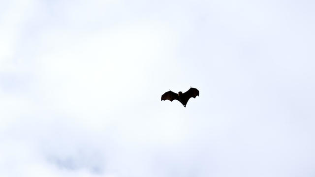 the bats are flying in a cloudy sky 