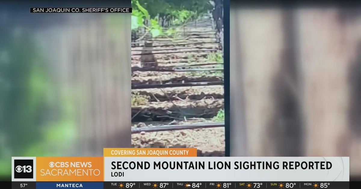 Second mountain lion sighting reported in Lodi area
