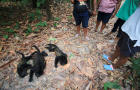 Saraguato monkeys (Alouatta palliata) die amid drought and high temperatures, in Buena Vista 