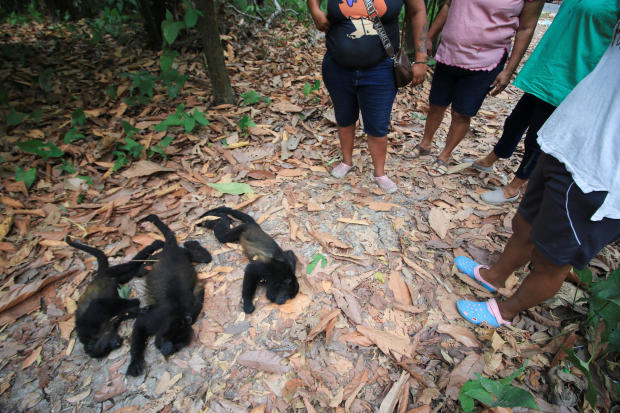 Monkeys are dropping dead from trees in Mexico as a brutal heat wave is linked to 