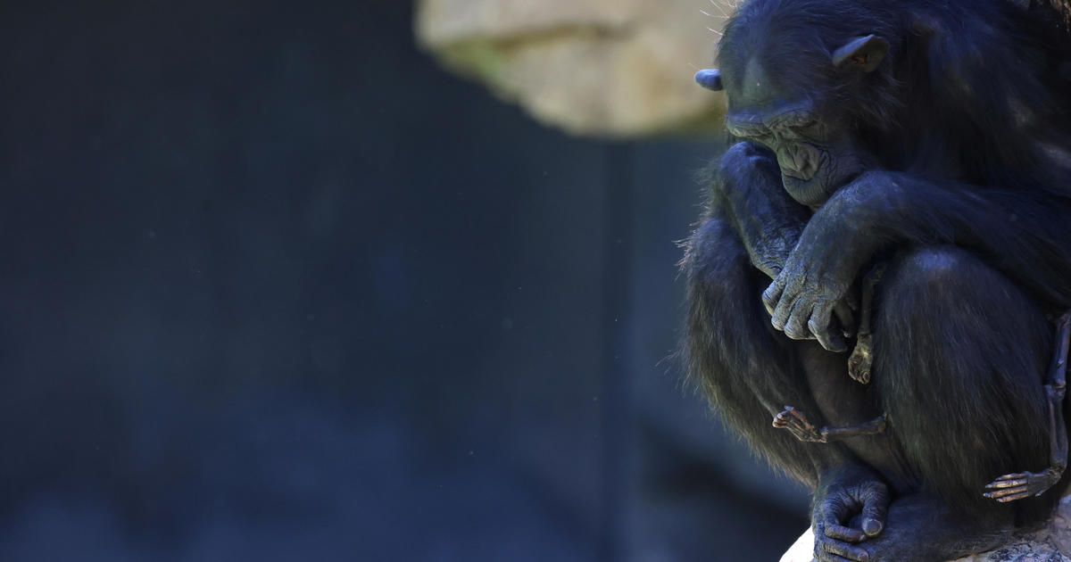 Grieving chimpanzee carries around her dead baby for months at zoo in Spain