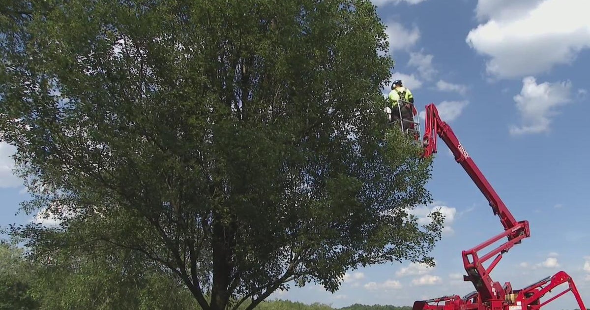 How you can help stormproof trees on your property before severe ...
