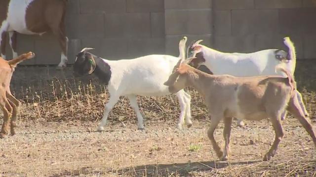 sacramento-goats.jpg 