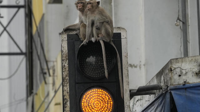 Thailand Monkeys 