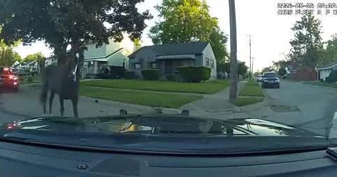 Inkster catch horse found wandering - CBS Detroit