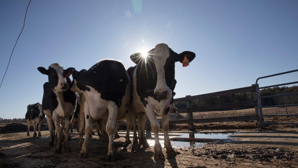 Minnesota cow herd tests positive for bird flu; 