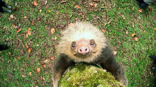 sloths-videojpg-2937626-640x360.jpg 