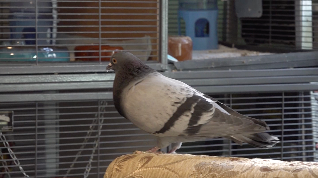 An inside look at New York City's small and very busy community of wildlife rehabilitators