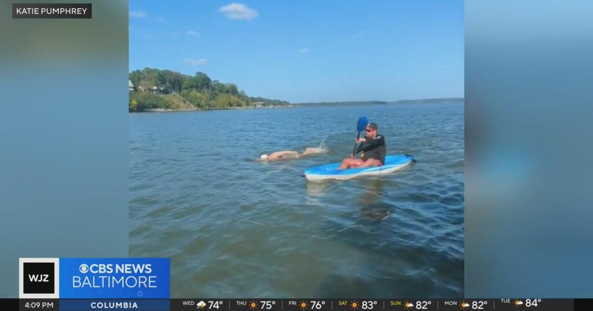 Maryland swimmer to tackle 24-mile swim from Bay to Inner Harbor - CBS Baltimore