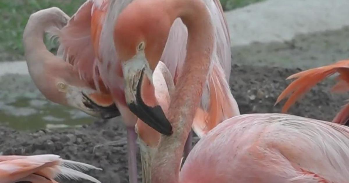 Flamingos are making a comeback in Florida