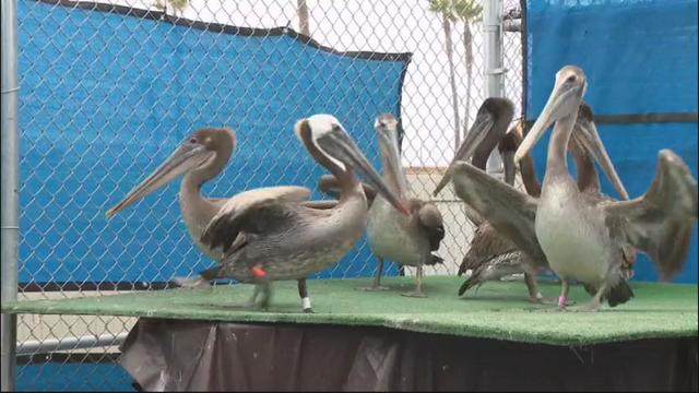 pelican-stranding.jpg 