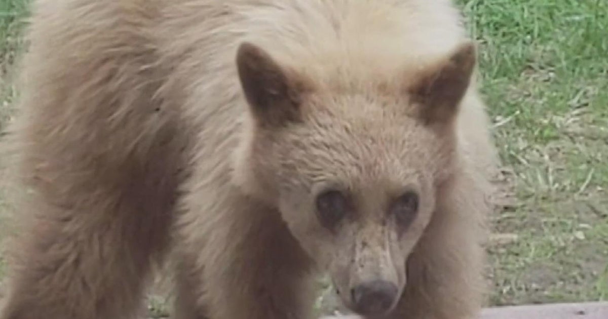 Neighbors react to homeowner shooting bear in South Lake Tahoe