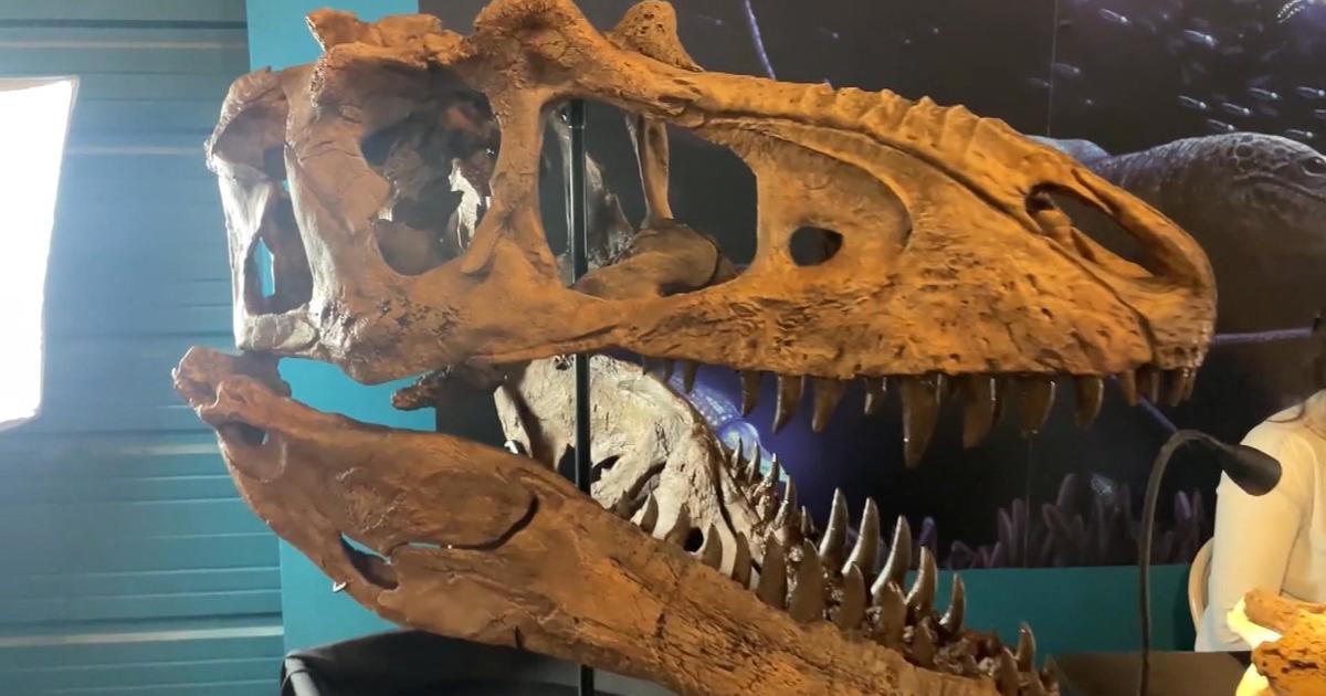 Paleontologists in Colorado unveil new 3D model of skull of rare tyrannosaur