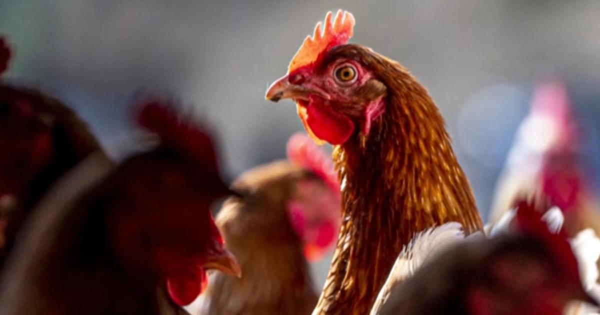 Two chickens tested positive for bird flu at San Francisco live bird market