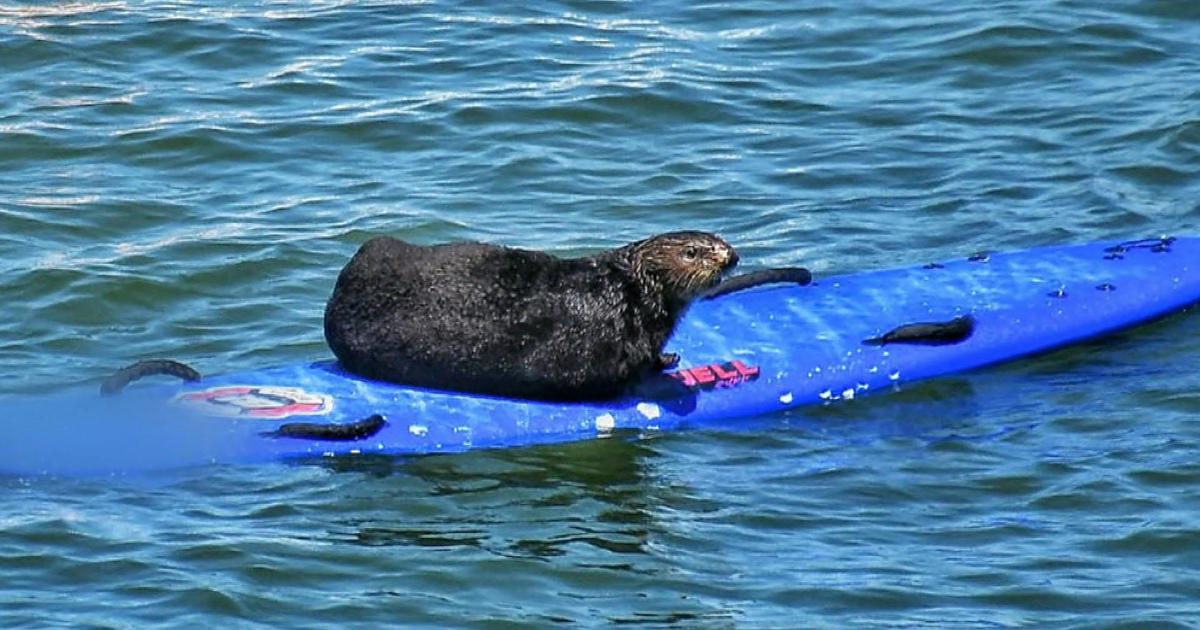 Beloved surfboard-stealing otter spotted again off Northern California coast