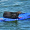 Beloved surfboard-stealing otter spotted again off Northern California coast
