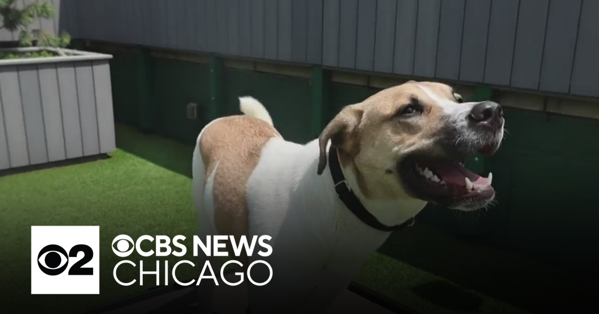 Meet the PAWS Chicago Pet of the Week, Nutella - CBS Chicago