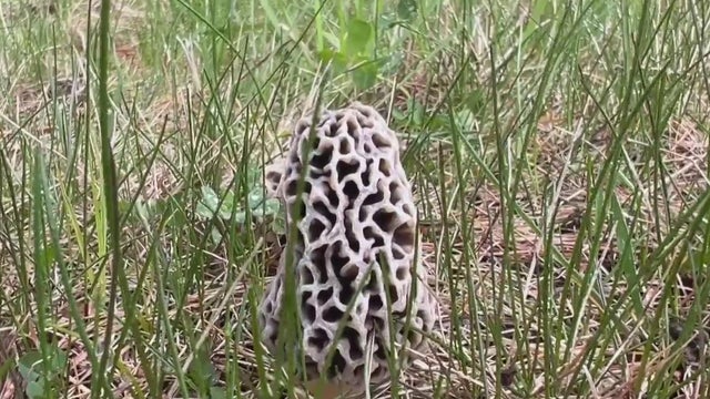 morel-murshroom.jpg