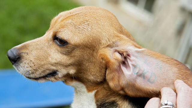 Beagles Rescued From Breeding Facility 