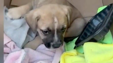 cbsmiami-puppies-adoption-1.jpg 