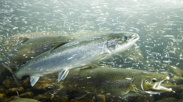 Atlantic Salmons in a river 