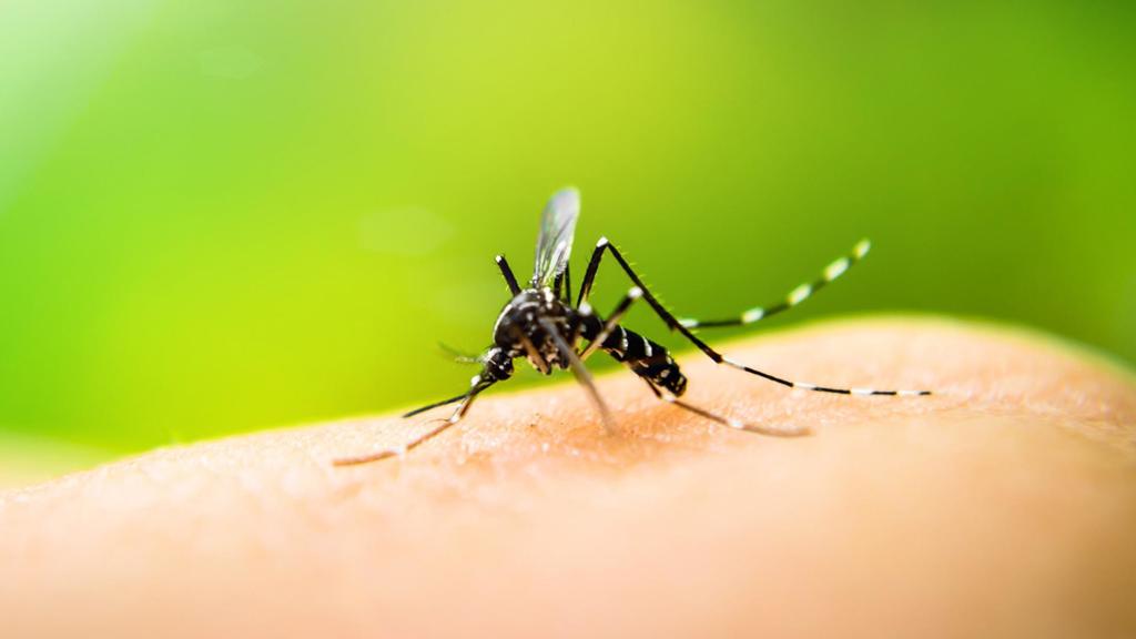 West Nile positive mosquitoes found in North San Jose and Milpitas; spraying planned