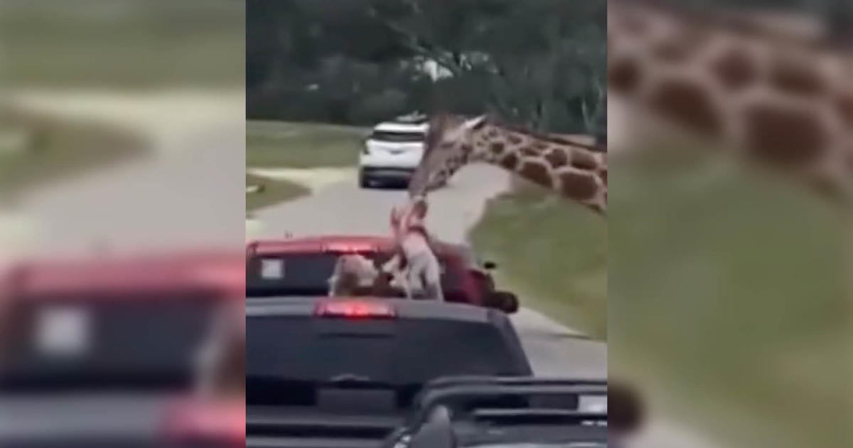 Видео на жираф, грабнал малко дете от задната част на