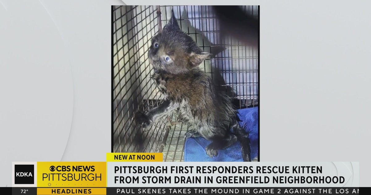 Kitten rescued after getting stuck in pipe beneath Pittsburgh street ...