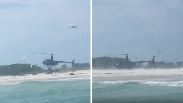 shorebird-landing.png 