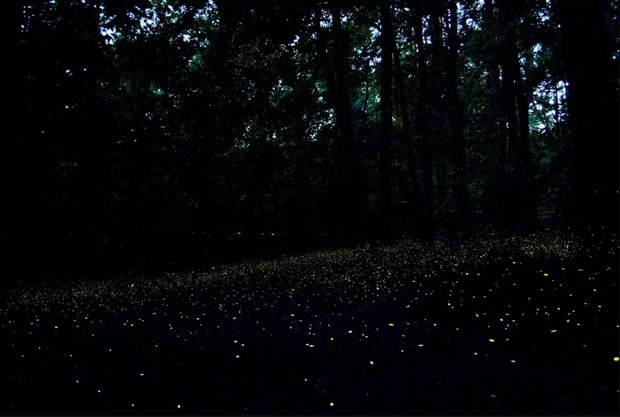Fireflies at dusk 