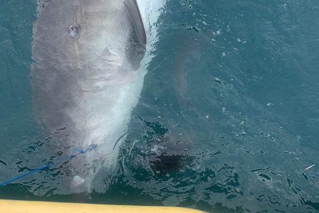 shark-newsdetails.jpg