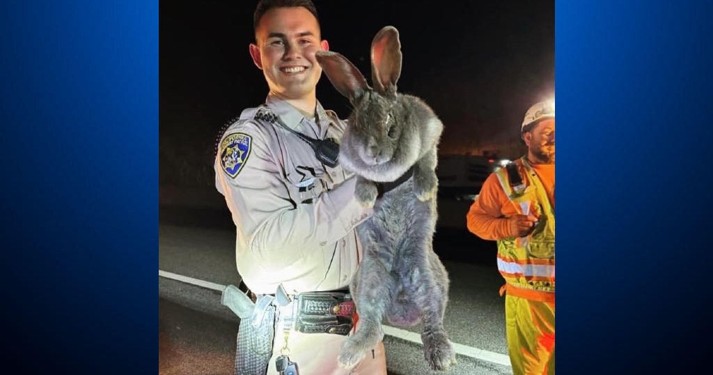 Massive rabbit rescued on Highway 17 being cared for in Marin County ...