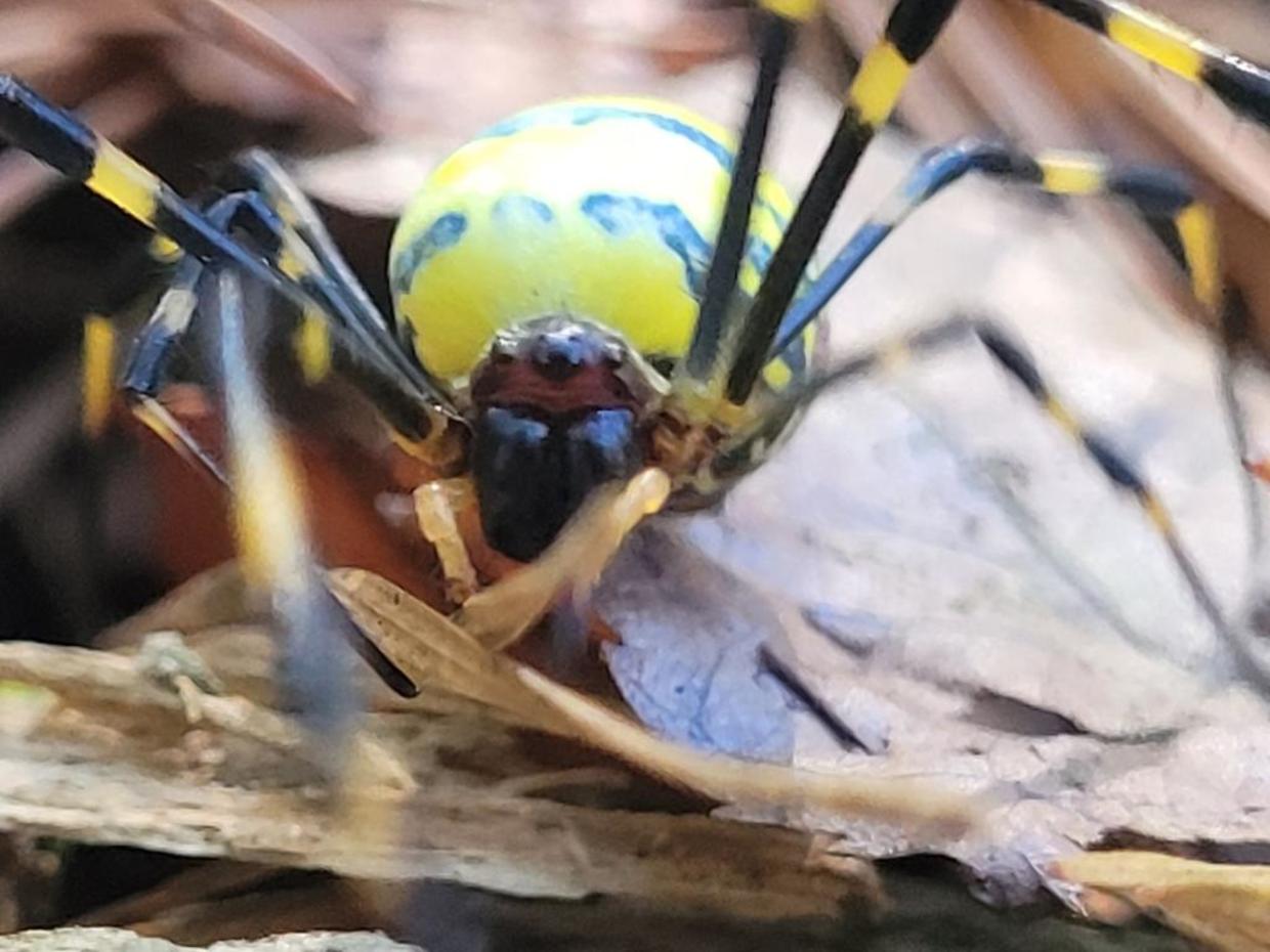 The Joro Spiders Are Coming – And These Photos From People Along The ...