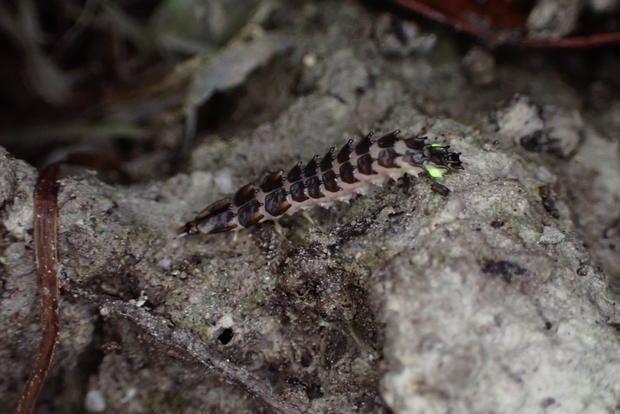 firefly-larva-micronaspis-xercessociety.jpg 