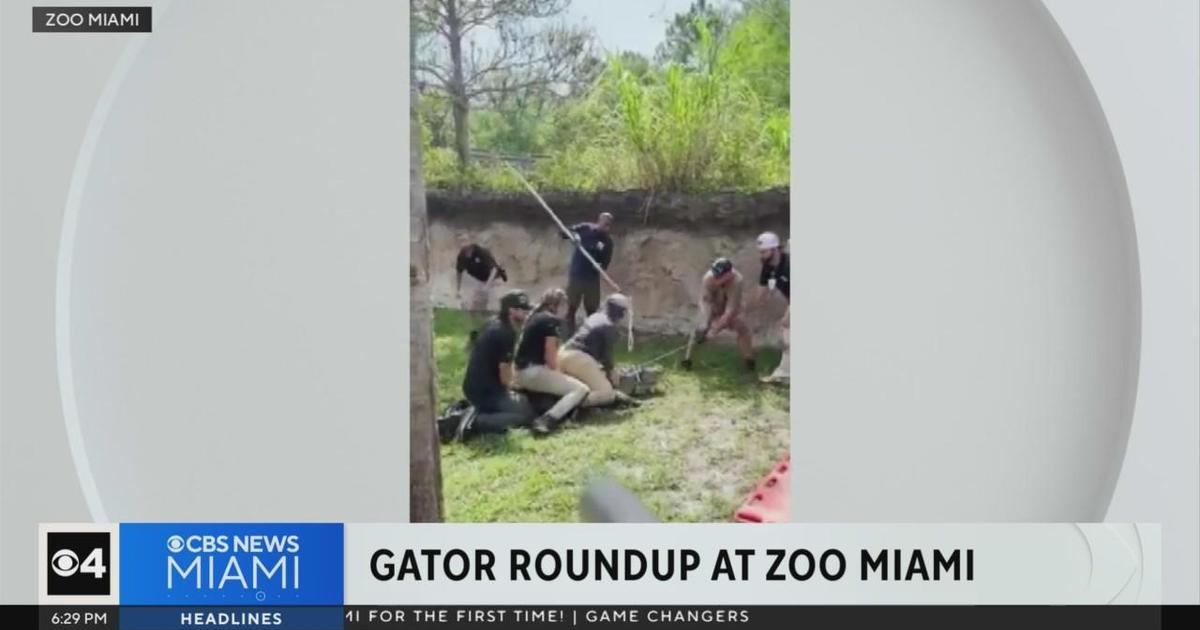 Zoo Miami rounds up its alligators for routine procedure