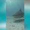 Tiger shark stuns Australian scientists when it vomits in front of them, revealing spiky creature