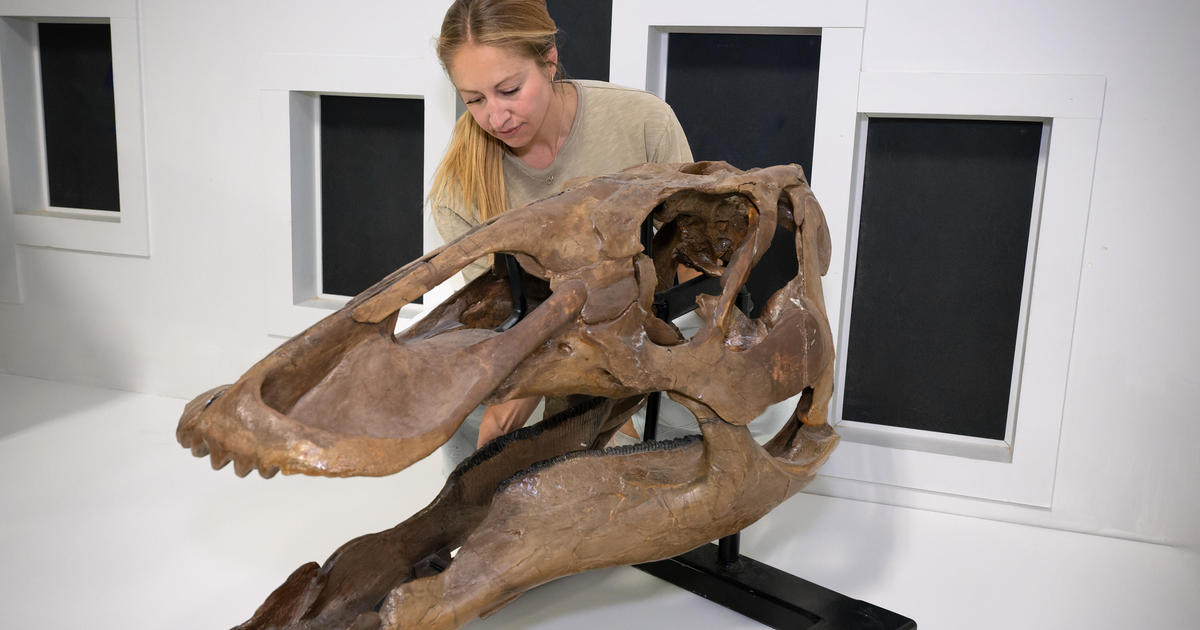 Rare juvenile T. rex fossil found by children in North Dakota to go on display in Denver museum