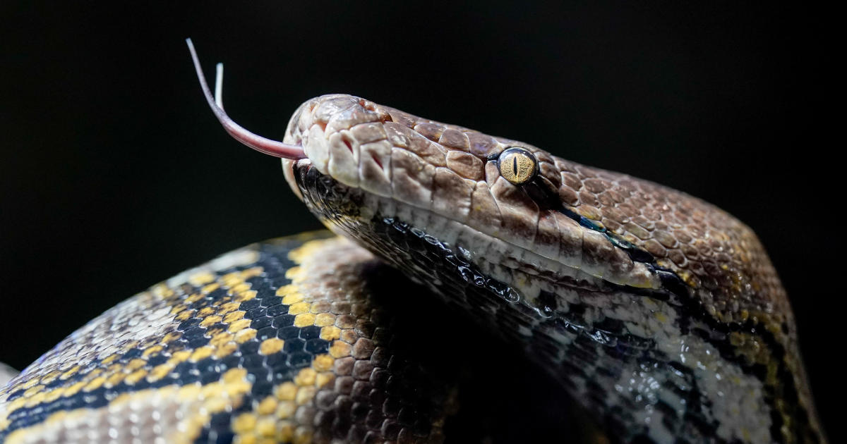 Seorang ibu yang hilang ditemukan tewas di dalam ular piton setinggi 16 kaki setelah ditelan utuh di Indonesia