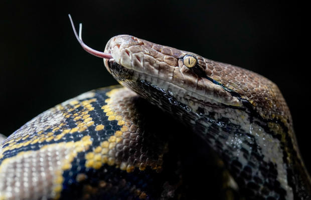 Reticulated python 