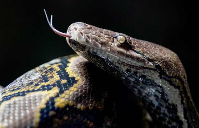 Reticulated python