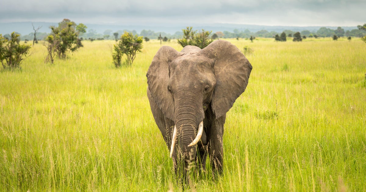 First nonhuman species found to use name-like sounds for each other, study says